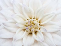 White Dahlia Fine Art Print