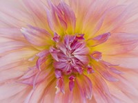 Macro Of A Dahlia Fine Art Print