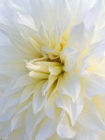 Frozen Dahlia Fine Art Print