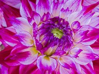 Enchantress Dahlia Fine Art Print