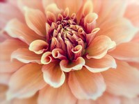 Peachy Dahlia Fine Art Print