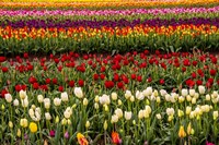 Tulip Field In Bloom Fine Art Print