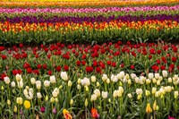 Tulip Field In Bloom Fine Art Print