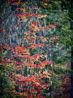 Moss Hanging From a Tree In Autumn Fine Art Print