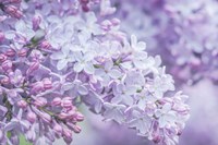Lilac Close-Up Fine Art Print