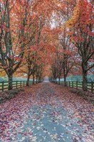 Autumn Country Lane Fine Art Print