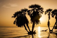 Sunrise On The Beach, Through The Palms Fine Art Print