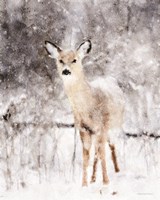 Deer in Winter Forest Fine Art Print