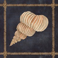 Seashell on Navy III Fine Art Print