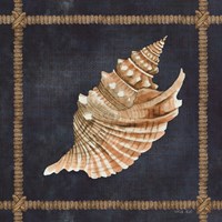 Seashell on Navy V Fine Art Print