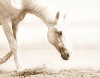 Trail Horse Sepia Fine Art Print