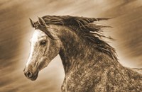 Addie Gray Fine Art Print