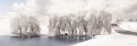 Winter Willow Fine Art Print