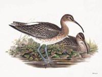 Goulds Coastal Bird III Framed Print