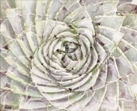 Succulent Macro Fine Art Print