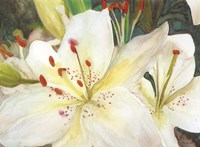 Macro Lilies Fine Art Print