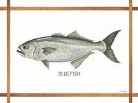 Bluefish on White Framed Print
