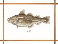Cod on White Framed Print