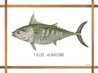 False Albacore on White Framed Print