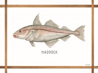 Haddock on White Framed Print