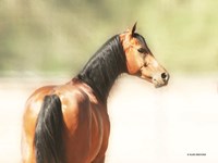 Just Berry Fine Art Print