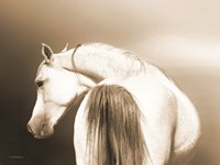 Handsome Dash Fine Art Print