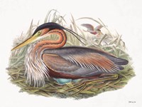 Goulds Coastal Bird II Framed Print