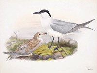 Goulds Coastal Bird IV Framed Print