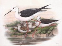 Goulds Coastal Bird V Framed Print
