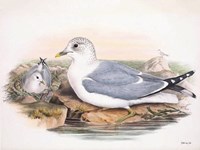 Goulds Coastal Bird VI Framed Print