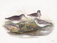 Goulds Coastal Bird IX Framed Print