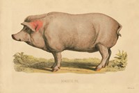 Domestic Pig Fine Art Print