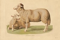 Domestic Sheep Fine Art Print