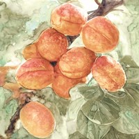 Peach Branch Fine Art Print