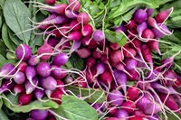 Radishes Fine Art Print