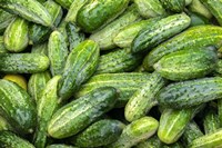 Cucumbers Fine Art Print