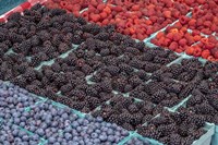 Colorful Berries Fine Art Print