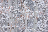 Winter Aspens Closeup Fine Art Print