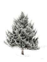 Lone Pine Fine Art Print