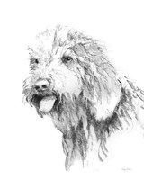 Goldendoodle Sketch Fine Art Print