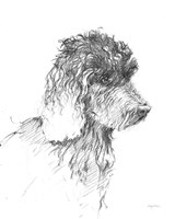 Labradoodle Sketch Fine Art Print