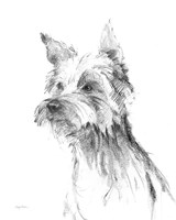 Yorkshire Terrier Sketch Fine Art Print