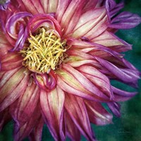 Dahlia I Fine Art Print