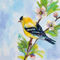 Golden Finch Fine Art Print