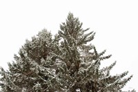 Snow on Treetops Fine Art Print