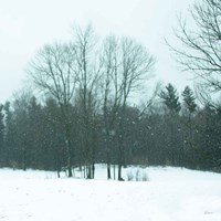 Snowfall Fine Art Print