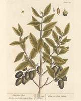 Olive Branch II Fine Art Print