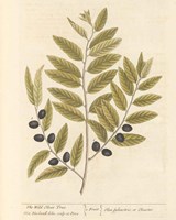 Olive Branch I Fine Art Print