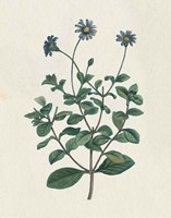 Victorian Garden Flowers IV Framed Print