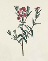 Victorian Garden Flowers II Framed Print